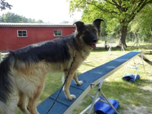Hundetrainer Ahlden