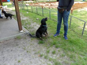 Hundetrainer Ahlden