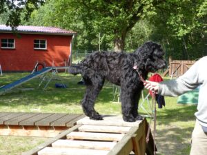 Hundetrainer Ahlden