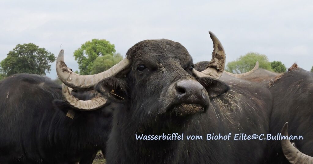 Kindergeburtstag Bauernhof Kindergeburtstag Bauernhof