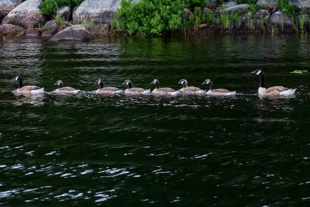 All in a row