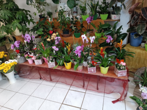 Blumenshop Demmin