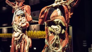 Plastinarium Guben