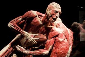 Plastinarium Guben