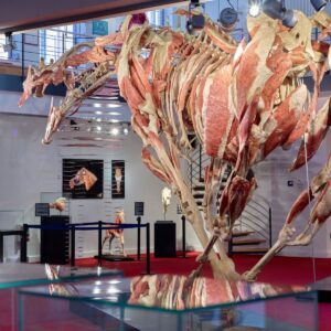Plastinarium Guben