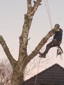 Baumarbeiten Husum