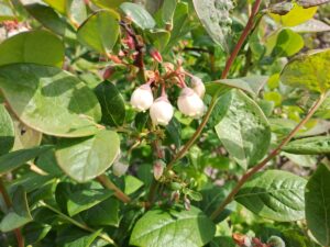 Heidelbeeren Lachendorf