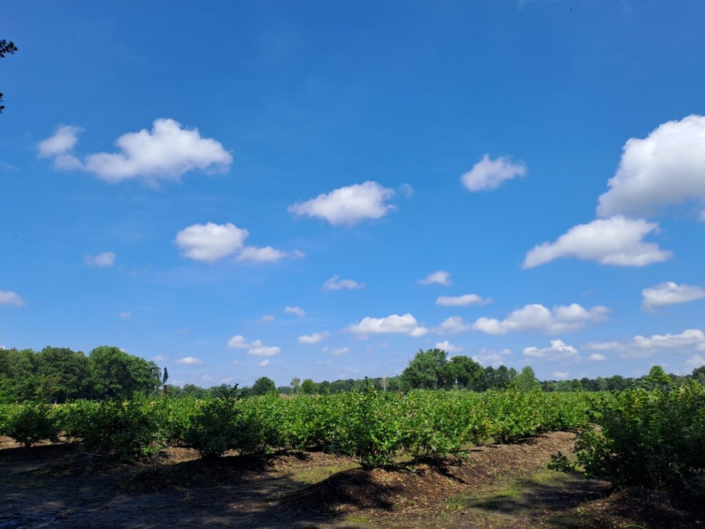 Heidelbeeren Lachendorf