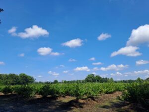 Heidelbeeren Lachendorf