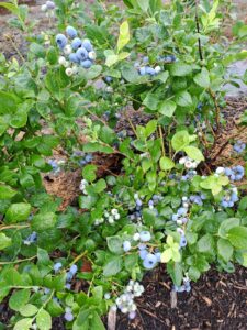 Heidelbeeren Lachendorf