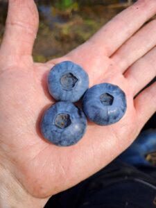 Heidelbeeren Lachendorf