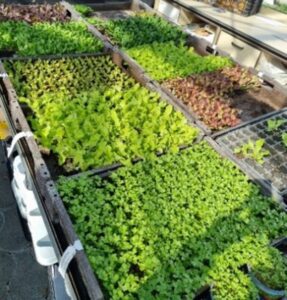 Blumengeschäft Massing