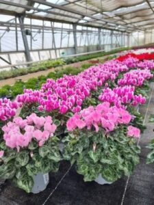 Blumengeschäft Massing