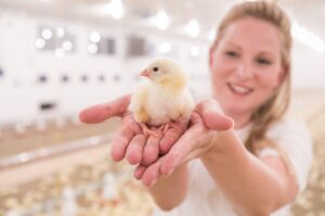 Geflügelhandel Massing