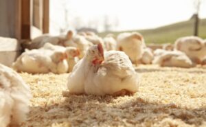 Geflügelhandel Massing