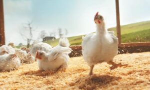 Geflügelhandel Massing