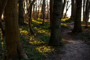 Baaber Heide Göhren