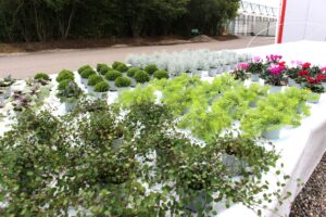 Gartenbauer Münster
