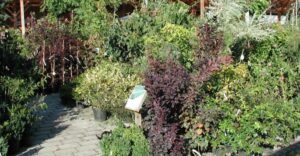 Gartencenter Musterstadt