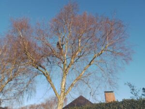 Gartenpflege Musterstadt