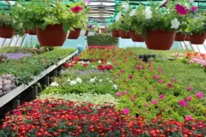 Blumen Sander - Gärtnerei Groß Eicklingen