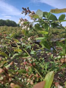 Heidelbeeren Flotwedel