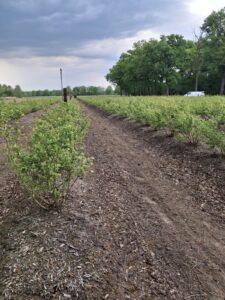 Heidelbeeren Flotwedel