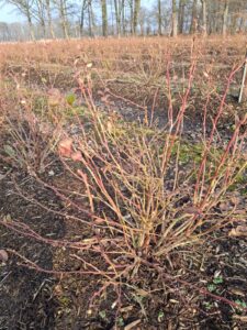 Heidelbeeren Flotwedel