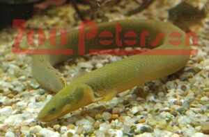 Aquaristik Schleswig