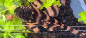 Aquaristik Schleswig