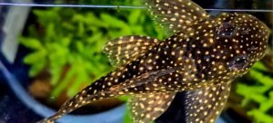 Aquaristik Schleswig