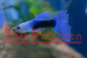 Aquaristik Schleswig