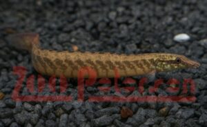 Aquaristik Schleswig