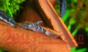 Aquaristik Schleswig