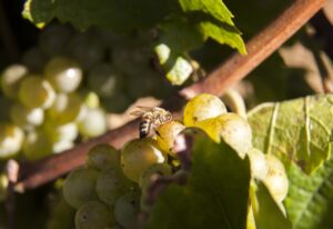 Weinkellerei Leiningerland