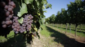 Weinkellerei Leiningerland