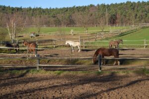 Reiterhof Leiningerland