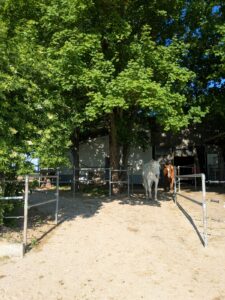 Pferdepension Leiningerland