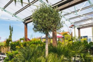 Gartencenter Willmering