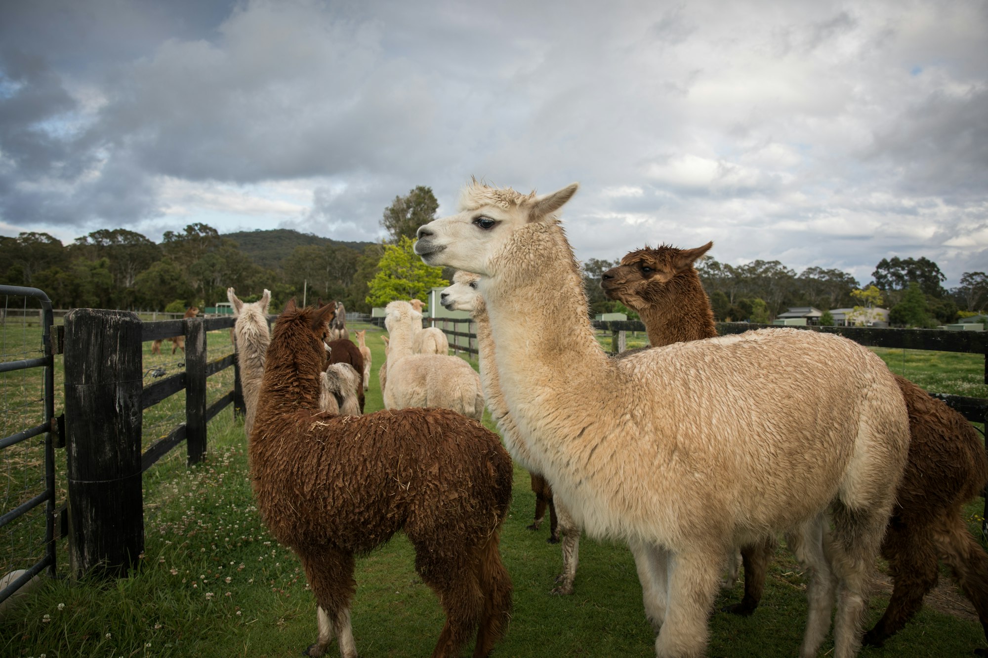 Alpacas