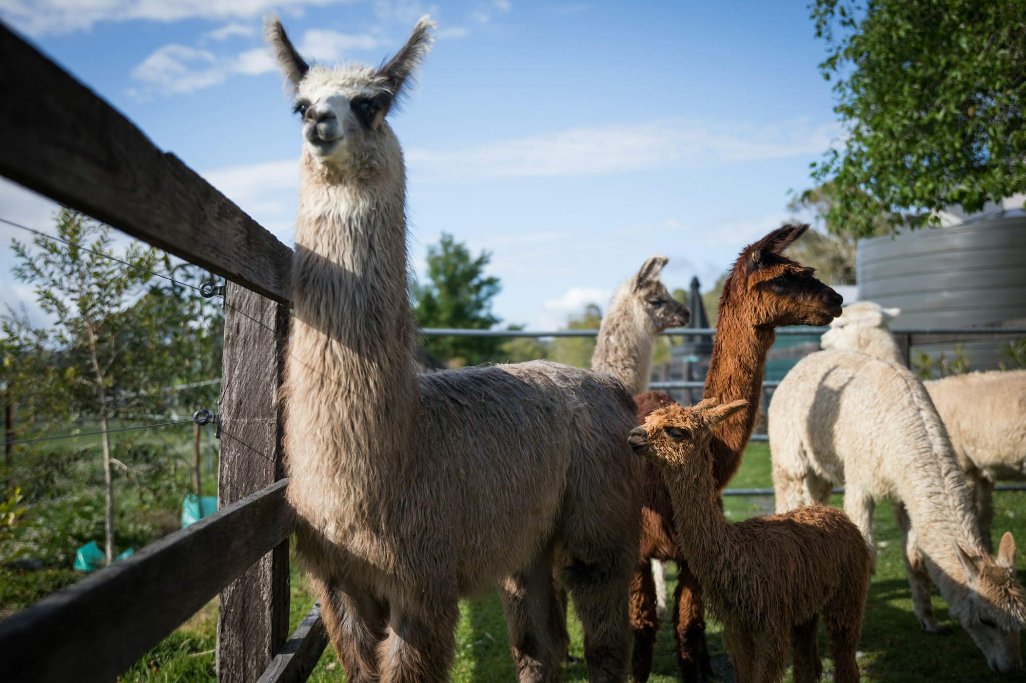 Alpacas