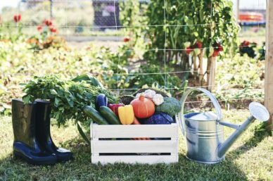 Front view of vegetable garden and allotment and gardening tools