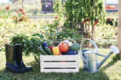 Front view of vegetable garden and allotment and gardening tools
