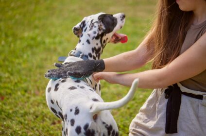 girl combing the hair of a dog Dalmatian in the park, caring for a dog
