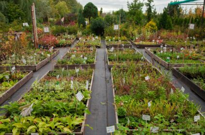 plant nursery, garden center. small business expressing plants and trees for sale