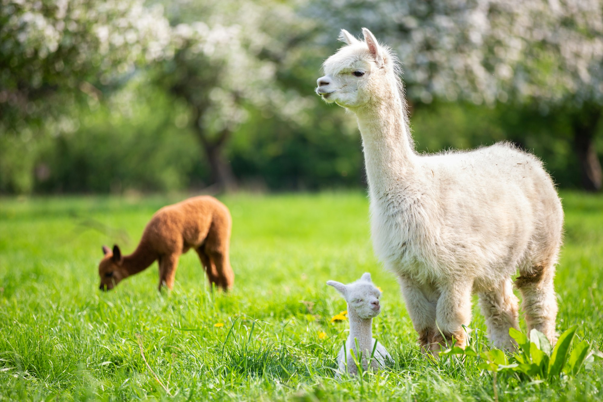 White Alpaca with Offspring